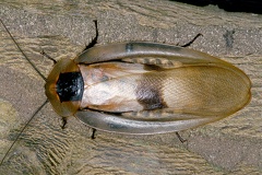 Blaberus cf  giganteus  Giant Cave Cockroach 1