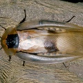 Blaberus cf  giganteus  Giant Cave Cockroach 1