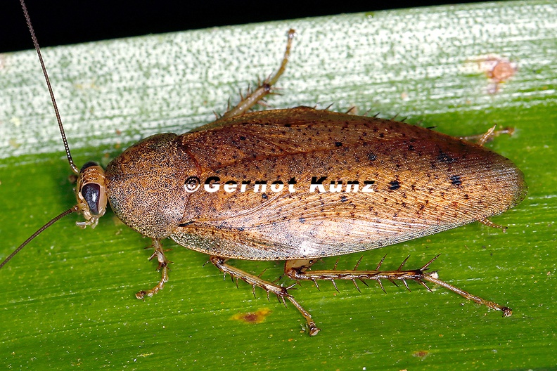 Epilampra_sp2_2.jpg