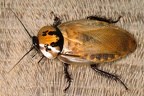 Eublaberus distanti  Six Spotted Cockroach  Sechspunkt Schabe 5 2