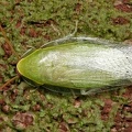 Panchlora sp   Banana Cockroach  Cucaracha Esmeralda 2 2