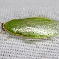 Panchlora sp   Banana Cockroach  Cucaracha Esmeralda 3 2