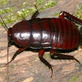 Eurycotis sp   Woods Cockroach 1