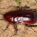 Eurycotis sp   Woods Cockroach 3 2