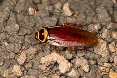 Periplaneta australasiae  Australian cockroach  Australische Schabe  Cucaracha 4 2