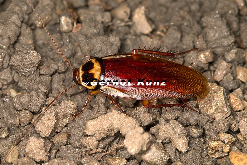 Periplaneta_australasiae__Australian_cockroach__Australische_Schabe__Cucaracha_4_2.jpg
