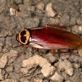 Periplaneta australasiae  Australian cockroach  Australische Schabe  Cucaracha 4 2