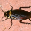 Periplaneta australasiae  Australian cockroach  Cucaracha 9 2