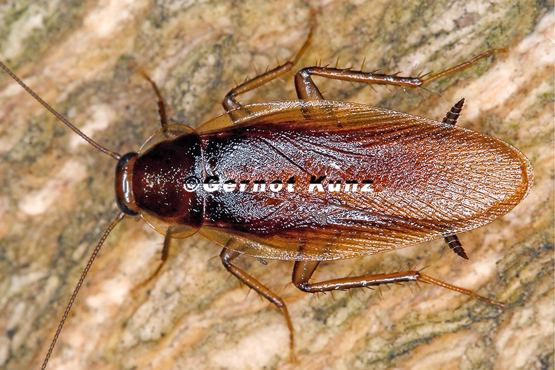 Ectobiidae indet   Forest Cockroach 6 3