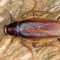 Ectobiidae indet   Forest Cockroach 6 3