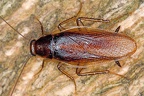 Ectobiidae indet   Forest Cockroach 6 3