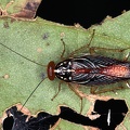 Euphyllodromia sp   Common Forest Cockroach 1 2