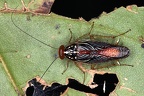 Euphyllodromia sp   Common Forest Cockroach 1 2