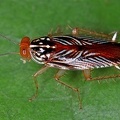 Euphyllodromia sp   Common Forest Cockroach 2 2