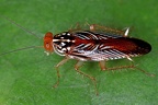 Euphyllodromia sp   Common Forest Cockroach 2 2