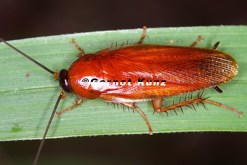 Ischnoptera_rufa_debilis__Red_Forest_Cockroach__Rote_Waldschabe_1_2.jpg
