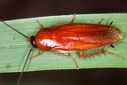 Ischnoptera rufa debilis  Red Forest Cockroach  Rote Waldschabe 1 2