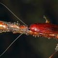 Ischnoptera rufa debilis  Red Forest Cockroach  Rote Waldschabe 1 3
