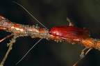 Ischnoptera rufa debilis  Red Forest Cockroach  Rote Waldschabe 1 3