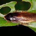 Ischnoptera sp  cf   Forest Cockroach 6 2