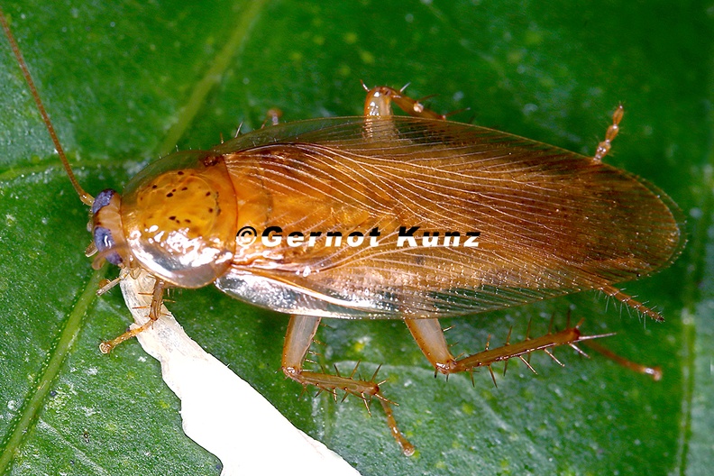 Latiblattella_sp___Blue-Eyed_Forest_Cockroach_2_2.jpg