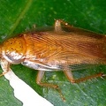 Latiblattella sp   Blue-Eyed Forest Cockroach 2 2
