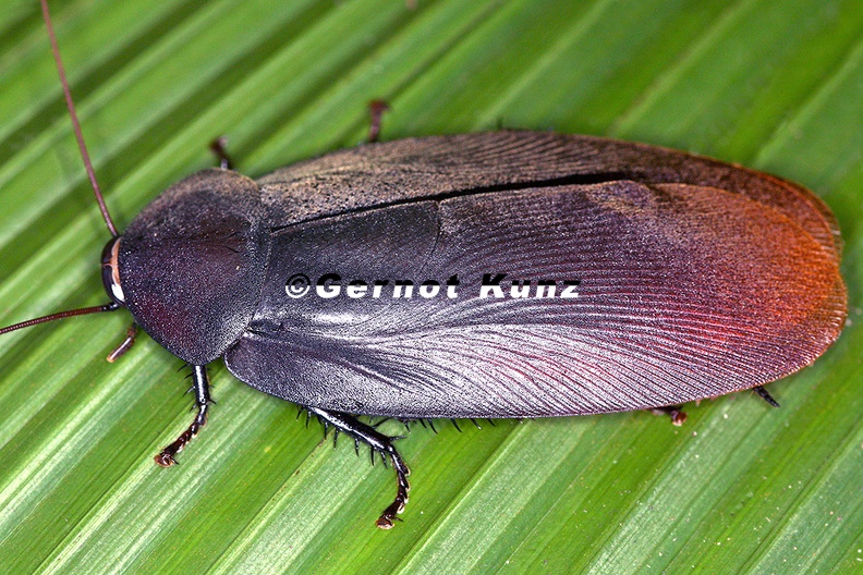 Nyctibora_cf__acaciana__Acacia_Cockroach__Akazien_Waldschabe_1_2.jpg