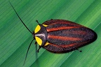 Paratropes bilunata  Marvellous Forest Cockroach  Pracht-Waldschabe 1 3