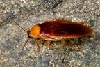 Ectobiidae
