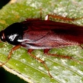 Xestoblatta Ischnoptera3 2