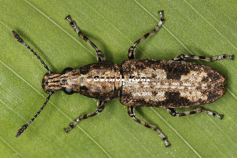 Ptychoderes nebulosus 1 2