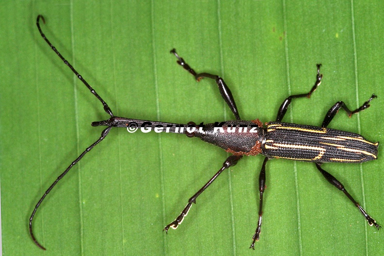 Nemorhinus myrmecophagus 5 2 - Nemorhinus_myrmecophagus_5_2.jpg Nemorhinus_myrmecophagus_5_2.jpg