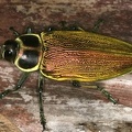 Euchroma gigantea  Giant metallic ceiba borer beetle  Escarabajo de la ceiba 5 2