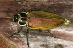 Euchroma gigantea  Giant metallic ceiba borer beetle  Escarabajo de la ceiba 5 2
