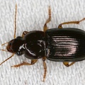 Carabidae indet  2 2