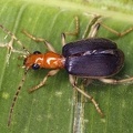 Carabidae indet  4 2