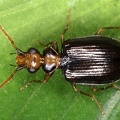 Carabidae indet  5 2