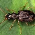 Carabidae indet  7 2