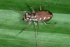 Cicindelinae indet  1 2