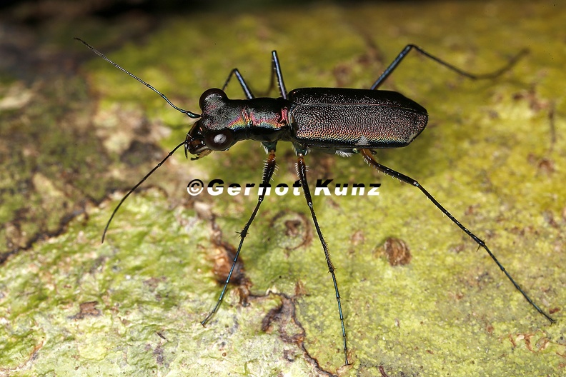 Odontocheila_ignita_2_2.jpg