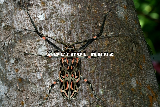 Acrocinus_longimanus__Harlequin_Beetle_4.jpg
