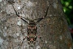 Acrocinus longimanus  Harlequin Beetle 4