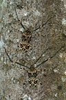 Acrocinus longimanus  Harlequin Beetle 5
