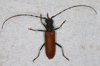 Cerambycidae indet  10 2