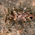 Cerambycidae indet  15 2