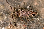 Cerambycidae indet  15 2