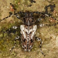 Cerambycidae indet  1 2