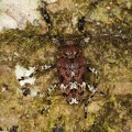 Cerambycidae indet  2 2