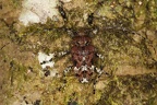 Cerambycidae indet  2 2
