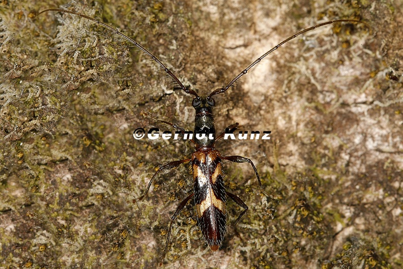 Cerambycidae indet  4 2